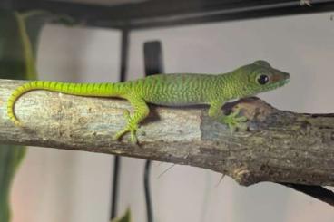 Geckos kaufen und verkaufen Foto: Phelsuma Grandis Jungtier mit Übergangsterrarium 