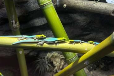 Geckos kaufen und verkaufen Foto: NZ Phelsuma klemmeri Blaue Bambus-Taggecko abzugeben