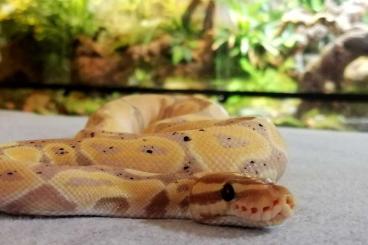 Ball Pythons kaufen und verkaufen Photo: 1.0 banana het clown NZ'22 