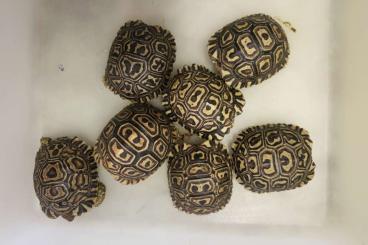 Tortoises kaufen und verkaufen Photo: G. elegans, Stig. p. pardalis, T. marginata, G. carbonaria