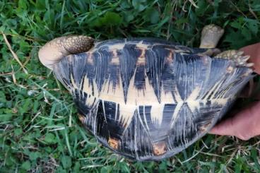 Tortoises kaufen und verkaufen Photo: 1,1 Astrochelys radiata subadult