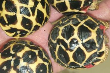 Landschildkröten kaufen und verkaufen Foto: G. elegans, Stig. p. pardalis, As. radiata, M tornieri