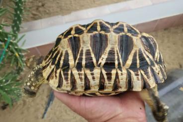 Landschildkröten kaufen und verkaufen Foto: CB 2024  , G. elegans,  carbo. red, p. bacocki As. radiata, M.tornieri