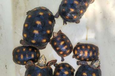 Landschildkröten kaufen und verkaufen Foto: G. carbonaria, C. sulcata