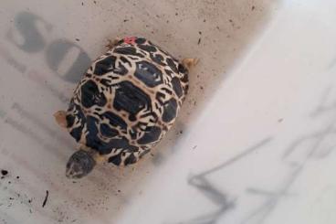 Landschildkröten kaufen und verkaufen Foto: As. radiata, Stig. p. pardalis, babcoki,Csulcata G. carbo. cherry head Landschildkröten kaufen und verkaufen Foto: As. radiata, Stig. p. pardalis, babcoki,Csulcata G. carbo. cherry head