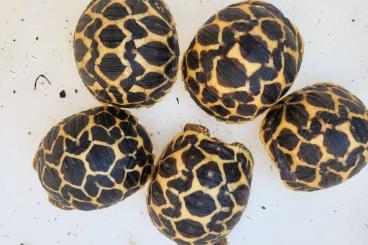 Landschildkröten kaufen und verkaufen Foto: As. radiata,G.elegans,Stig,p,pardalis,sulcata, carbo cherry Landschildkröten kaufen und verkaufen Foto: As. radiata,G.elegans,Stig,p,pardalis,sulcata, carbo cherry