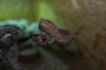 Agama kaufen und verkaufen Photo: weibliche       Bartagame