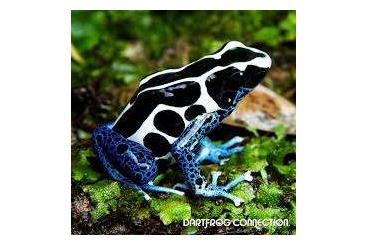 Poison dart frogs kaufen und verkaufen Photo: Busca  Dendobates Tinctorius