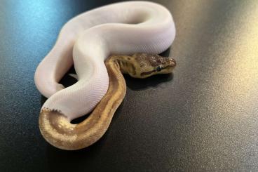 Ball Pythons kaufen und verkaufen Photo: 2.2 Lemonblast pied het albino Ball Pythons kaufen und verkaufen Photo: 2.2 Lemonblast pied het albino