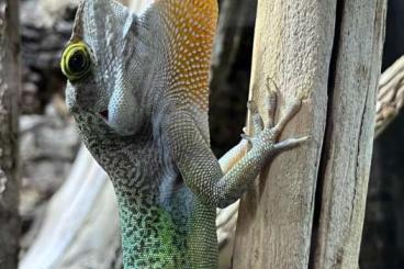 Lizards kaufen und verkaufen Photo: 1.1 Zuchtpaar Anolis leachii