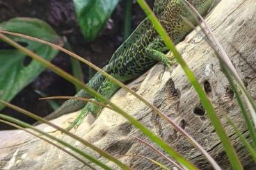 Lizards kaufen und verkaufen Photo: Verkaufe Zuchtpaar Anolis Marmoratos Etang Paille