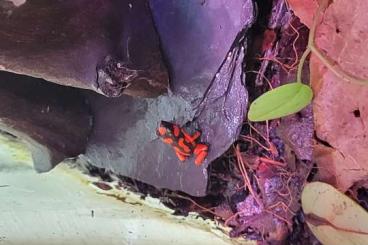 Frösche kaufen und verkaufen Foto: 0.0.1 Oophaga Histrionica Bahia Solano Frösche kaufen und verkaufen Foto: 0.0.1 Oophaga Histrionica Bahia Solano