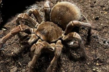 - bird spiders kaufen und verkaufen Photo: Theraphosa Stirmi 0.1 10cm Kl+