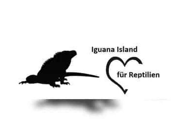 Lizards kaufen und verkaufen Photo: Iguanaisland hat wieder einen Platz Frei