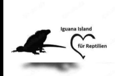 Echsen  kaufen und verkaufen Foto: Iguanas Island nimmt noch Tiere auf