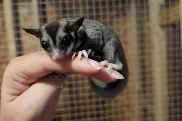 Other kaufen und verkaufen Photo: Sugar Glider Weibchen BFBB