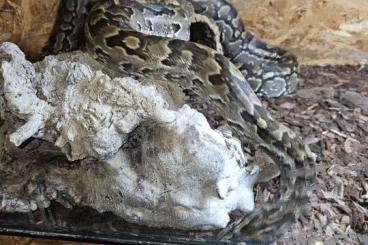 Pythons kaufen und verkaufen Foto: Nördlicher Felsenpython zur Abgabe 