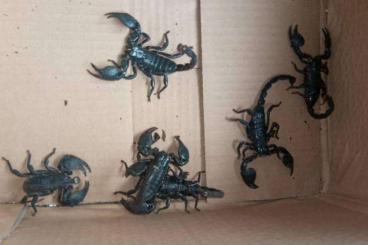 Spinnen und Skorpione kaufen und verkaufen Foto: Emperor Scorpions | Pandinus imperator And Pandinus Dictator