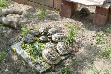 Landschildkröten kaufen und verkaufen Foto: Zuchtgruppe Griechische Landschildkröten  11 Tiere