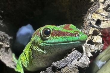 Echsen  kaufen und verkaufen Foto: Phelsuma Grandi Madagascariensis 