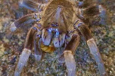 - bird spiders kaufen und verkaufen Photo: Ornithoctoninae, haplopelma, HYLLUS