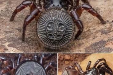 Spiders and Scorpions kaufen und verkaufen Photo: Oreo Trapdoors, jumping spiders, Scolopendras , merulanella 