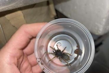 Spinnen und Skorpione kaufen und verkaufen Foto: WHOLE SALE, Tarantulas, Trapdoors , Jumping spiders and others Spinnen und Skorpione kaufen und verkaufen Foto: WHOLE SALE, Tarantulas, Trapdoors , Jumping spiders and others