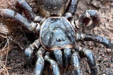 Spiders and Scorpions kaufen und verkaufen Photo: SUMMER WHOLE SALE! Tarantulas , eresidae , jumping spiders and others Spiders and Scorpions kaufen und verkaufen Photo: SUMMER WHOLE SALE! Tarantulas , eresidae , jumping spiders and others