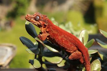 Geckos kaufen und verkaufen Photo: Chahoua, Sarasinorum, Auriculatus