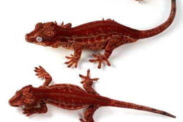 Geckos kaufen und verkaufen Photo: 1.0 High Red Auriculatus "Tabasco Line Proven Breeder