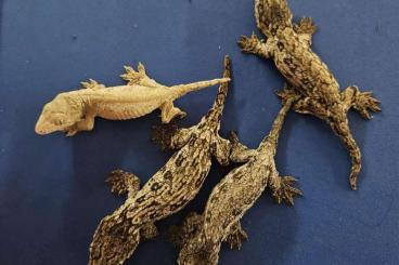 Geckos kaufen und verkaufen Foto: Rhacodactylus leachianus Mt. Koghis Tröger  pos. het Hypo?