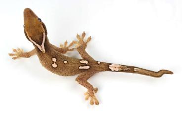 Geckos kaufen und verkaufen Photo: Correlophus sarasinorum white Collar