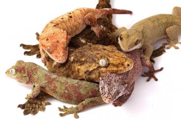 Geckos kaufen und verkaufen Photo: Neukaledonische Geckos NZ