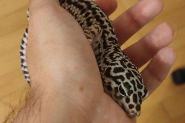 Geckos kaufen und verkaufen Foto: I would like to sell or change adult  female E. macularius for snake