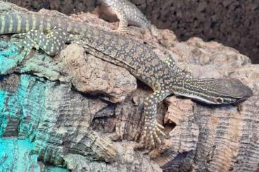Monitor lizards kaufen und verkaufen Photo: Varanus Flavirufus 0.0.3 (1.2)