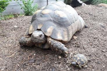 Landschildkröten kaufen und verkaufen Foto: Landschildkröten in verschiedenen Größen