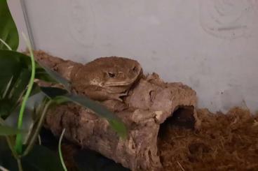 frogs kaufen und verkaufen Photo: Agakröten Bufo marinus  (verm. Pärchen) 