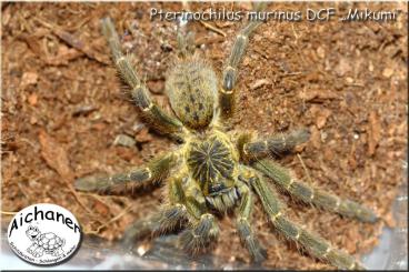 - bird spiders kaufen und verkaufen Photo: 1,0 Pterinochilus murinus DCF Mikumi RH 6/2024