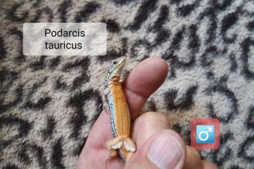 other lizards kaufen und verkaufen Photo: Podarcis tauricus + Podarcis tiliguerta NZ 2023