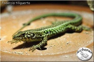 other lizards kaufen und verkaufen Photo: "Podarcis tiliguerta" Weibchen/Female