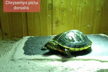 Sumpfschildkröten kaufen und verkaufen Foto: Chrysemys picta dorsalis 2020 Weibchen/Female