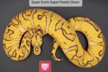 Ball Pythons kaufen und verkaufen Photo: Clown - Clown/Piebald - Desert Ghost/Piebald