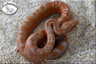 Boas kaufen und verkaufen Foto: Hamm!!! - IMG Blood - Sunglow Leopard - IMG Sunglow VPI - Labyrinth