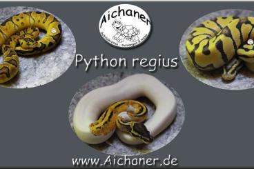 Ball Pythons kaufen und verkaufen Photo: Hamm!!! - Piebald-Clown-Desert Ghost - Hamm!!!