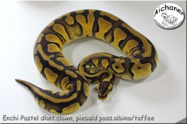 Ball Pythons kaufen und verkaufen Photo: Hamm-Ulm Clown-Piebald 2024