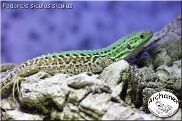 other lizards kaufen und verkaufen Photo: Hamm-Ulm - Podarcis siculus siculus NZ 2024