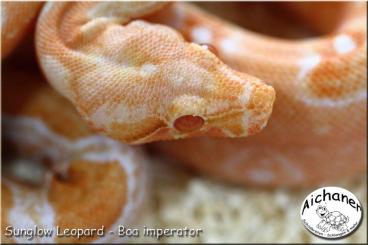 Boas kaufen und verkaufen Photo: Blood - Sunglow Leopard 2024 Boas kaufen und verkaufen Photo: Blood - Sunglow Leopard 2024