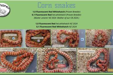 Colubrids kaufen und verkaufen Photo: Fluorescent Red Whitehatch + het.whitehatch (Proven Breeder + 2024) Colubrids kaufen und verkaufen Photo: Fluorescent Red Whitehatch + het.whitehatch (Proven Breeder + 2024)