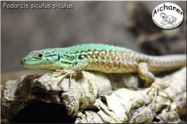 other lizards kaufen und verkaufen Photo: Bobingen - Ulm - Hamm - Podarcis siculus siculus other lizards kaufen und verkaufen Photo: Bobingen - Ulm - Hamm - Podarcis siculus siculus