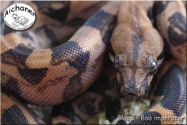 Boas kaufen und verkaufen Photo: Bobingen - Ulm - Hamm - Boa imperator NZ 2024 Boas kaufen und verkaufen Photo: Bobingen - Ulm - Hamm - Boa imperator NZ 2024